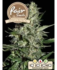 Auto Critical - Fair Seeds - autoflowering