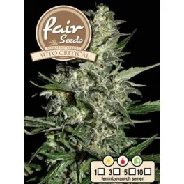 Auto Critical - Fair Seeds - autoflowering