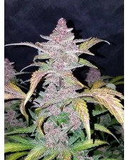 Blackberry Auto - Fast Buds - autoflowering
