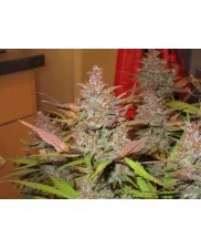 Blackberry Auto - Fast Buds - autoflowering