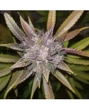 C4 Auto - Fast Buds - autoflowering