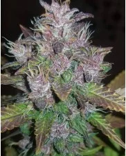 C4 Auto - Fast Buds - autoflowering