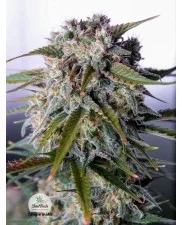 Tangie'matic - Fast Buds - autoflowering