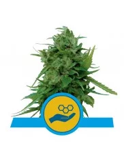 Solomatic CBD - Royal Queen Seeds - medical autoflowering