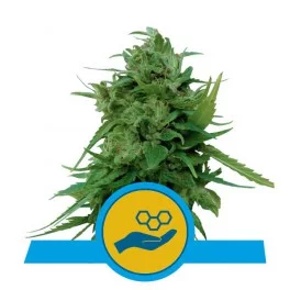 Solomatic CBD - Royal Queen Seeds - medical autoflowering
