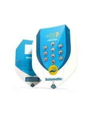 Solomatic CBD - Royal Queen Seeds - medical autoflowering