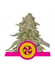 Sweet ZZ - Royal Queen Seeds - feminizovaná semena