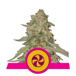 Sweet ZZ - Royal Queen Seeds - feminizovaná semena