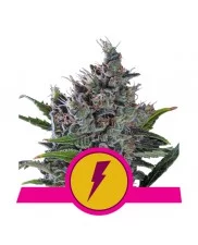 North Thunderfuck - Royal Queen Seeds - feminizovaná semena
