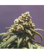 Green Punch - Royal Queen Seeds - feminizovaná semena