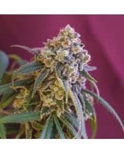 Green Punch - Royal Queen Seeds - feminizovaná semena