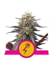 Green Punch - Royal Queen Seeds - feminizovaná semena
