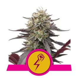 Green Punch - Royal Queen Seeds - feminizovaná semena