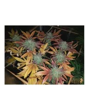 Sherbet Queen - Royal Queen Seeds - feminizovaná semena