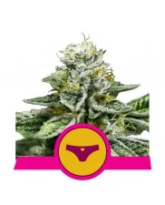 Sherbet Queen - Royal Queen Seeds - feminizovaná semena