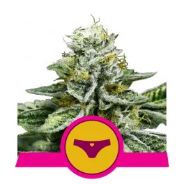 Sherbet Queen - Royal Queen Seeds - feminizovaná semena