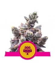 Wedding Gelato - Royal Queen Seeds - feminizovaná semena