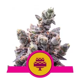 Wedding Gelato - Royal Queen Seeds - feminizovaná semena