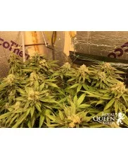 Wedding Gelato - Royal Queen Seeds - feminizovaná semena