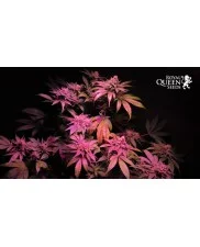 Legendary Punch - Royal Queen Seeds - feminizovaná semena