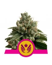 Legendary Punch - Royal Queen Seeds - feminizovaná semena