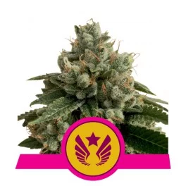 Legendary Punch - Royal Queen Seeds - feminizovaná semena