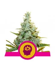 AMG - Amnesia Mac Ganja - Royal Queen Seeds - feminizovaná semena
