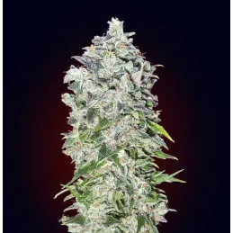 Auto 00 Kush - 00seeds - autoflowering - 5 ks
