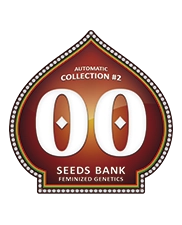 Automatic Collection 2 – 00 Seeds – 6 autoflowering semen
