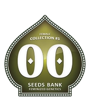 Female Collection 1 - OOseeds - autoflowering - 6 ks