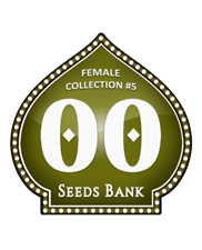 Female Collection 5 - 00 Seeds - feminizovaná semena - 6 ks