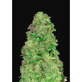 CBD Auto 20:1 - Fast Buds - autoflowering
