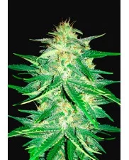 Lemon AK Auto - Fast Buds - autoflowering