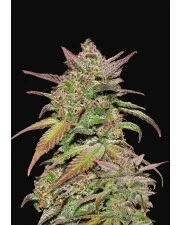 Smoothie Auto - Fast Buds - autoflowering