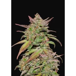 Smoothie Auto - Fast Buds - autoflowering
