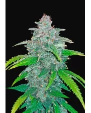 Blue Dream'matic - Fast Buds - autoflowering