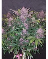 Blackberry Auto - Fast Buds - autoflowering