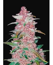 Blackberry Auto - Fast Buds - autoflowering