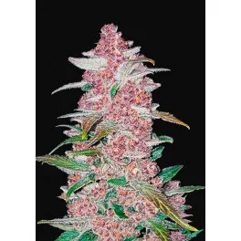 Blackberry Auto - Fast Buds - autoflowering