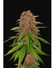 C4 Auto - Fast Buds - autoflowering