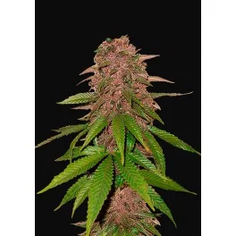 C4 Auto - Fast Buds - autoflowering