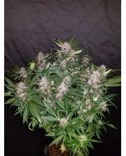 C4 Auto - Fast Buds - autoflowering