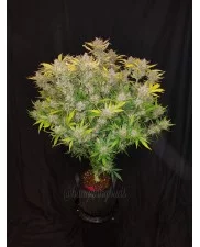 C4 Auto - Fast Buds - autoflowering