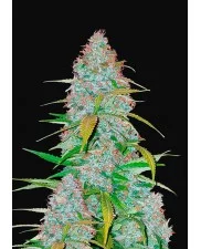 Californian Snow Auto - Fast Buds - autoflowering