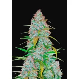 Californian Snow Auto - Fast Buds - autoflowering