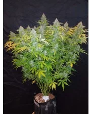 Californian Snow Auto - Fast Buds - autoflowering