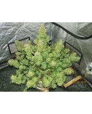 Californian Snow Auto - Fast Buds - autoflowering
