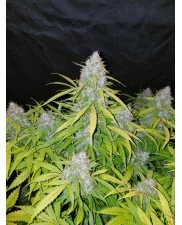 Californian Snow Auto - Fast Buds - autoflowering
