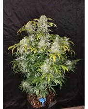CBD Auto 1:1 (CBD Crack) - Fast Buds - autoflowering