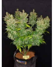 CBD Auto 1:1 (CBD Crack) - Fast Buds - autoflowering